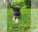 Puppy Hunter Green German Shepherd Dog