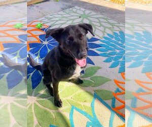 Labrador Retriever Dogs for adoption in San Leon, TX, USA