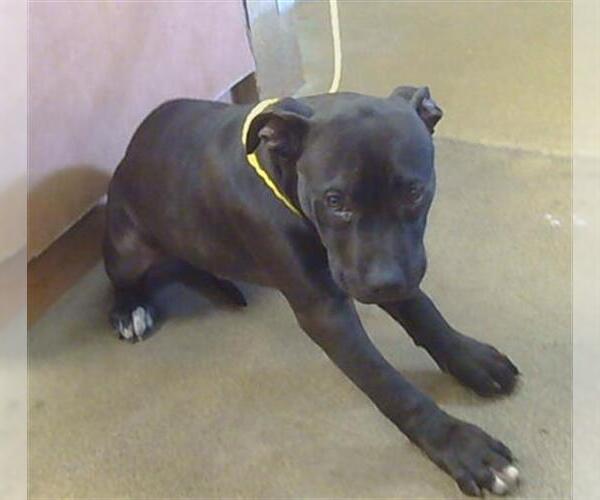 Medium Photo #1 Mutt Puppy For Sale in Sacramento, CA, USA