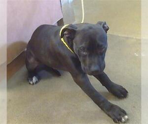 Mutt Dogs for adoption in Sacramento, CA, USA