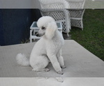 Small Photo #2 Poodle (Miniature) Puppy For Sale in PALM BCH GDNS, FL, USA