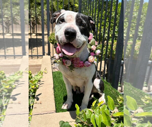 Medium Photo #9 American Pit Bull Terrier-Unknown Mix Puppy For Sale in Redlands, CA, USA