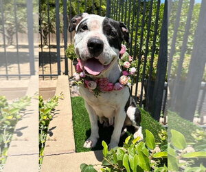 Clarabelle - Female American Pit Bull Terrier-Unknown Mix Dog for Adoption - Photo #9