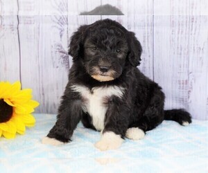 Poodle (Miniature)-Sheepadoodle Mix Puppy for sale in FREDERICKSBG, OH, USA