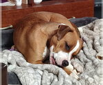Small #3 Bullboxer Pit