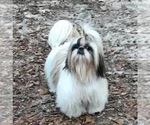 Small Photo #1 Shih Tzu Puppy For Sale in GAUTIER, MS, USA