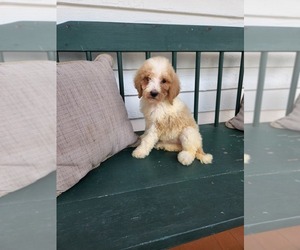 Goldendoodle Puppy for sale in LEBANON, CT, USA