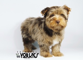 Medium Yorkshire Terrier