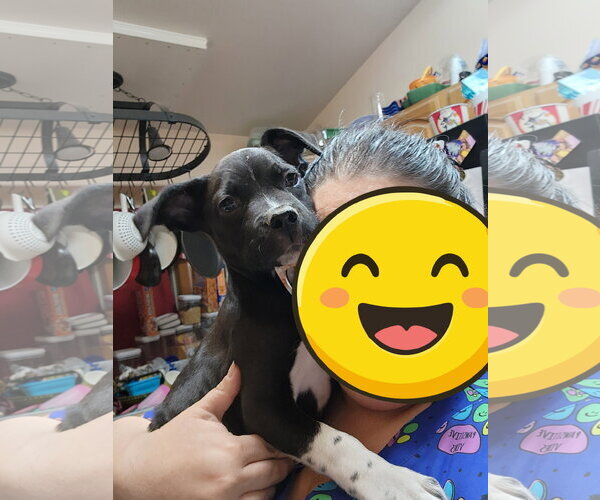 Medium Photo #3 Mutt Puppy For Sale in Fort Collins, CO, USA