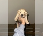 Small Photo #7 Golden Retriever Puppy For Sale in CONCORD, VA, USA