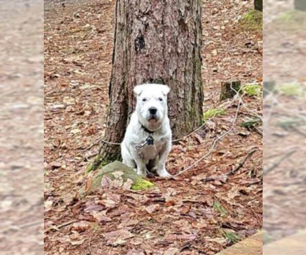 Medium Photo #10 Rus-A-Pei Puppy For Sale in Fultonham, NY, USA