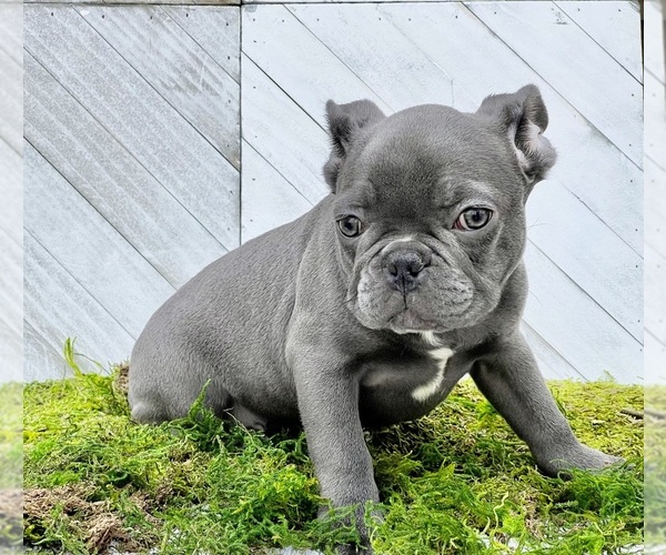 Medium Photo #3 French Bulldog Puppy For Sale in LILBURN, GA, USA