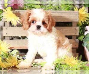 Shih Tzu Puppy for sale in MOUNT VERNON, OH, USA