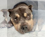 Small #7 American Pit Bull Terrier Mix