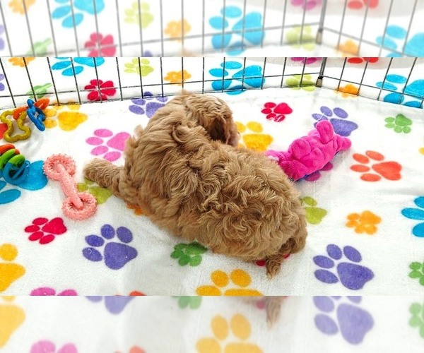 Medium Photo #2 Cavapoo (Miniature)-Poodle (Toy) Mix Puppy For Sale in ORO VALLEY, AZ, USA