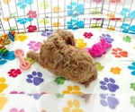 Small #1 Cavapoo (Miniature)-Poodle (Toy) Mix