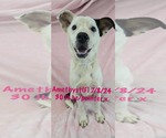 Small #1 Border Collie-Pointer Mix