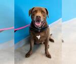 Small #1 Labrador Retriever Mix