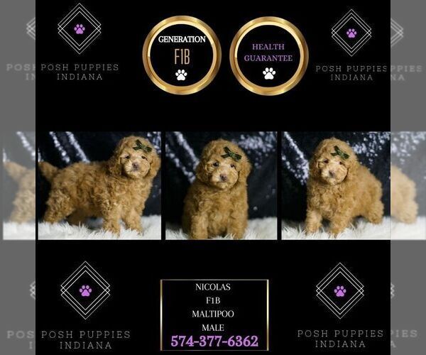 Medium Photo #8 Maltipoo Puppy For Sale in WARSAW, IN, USA