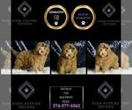 Small #7 Maltipoo