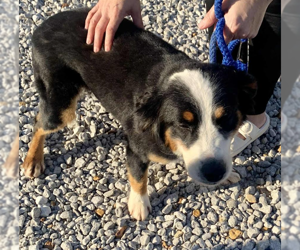 Medium Photo #2 Australian Shepherd-Unknown Mix Puppy For Sale in Cranston, RI, USA