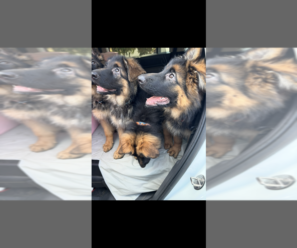 Medium Photo #5 German Shepherd Dog Puppy For Sale in STUDIO CITY, CA, USA