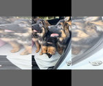 Small #4 German Shepherd Dog