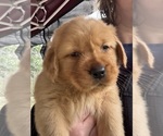 Small #1 Golden Retriever