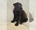 Small Photo #12 Labrador Retriever Puppy For Sale in TUMWATER, WA, USA