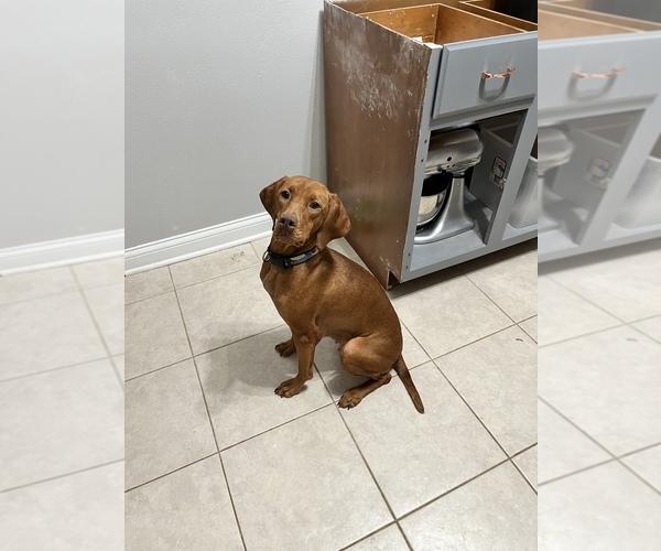 Medium Photo #1 Vizsla Puppy For Sale in FAIRVIEW HEIGHTS, IL, USA
