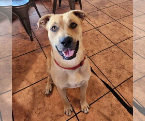 Labrador Retriever-Unknown Mix Dogs for adoption in San Jose, CA, USA