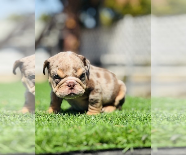 Medium Photo #6 English Bulldog Puppy For Sale in LAS VEGAS, NV, USA