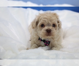 ShihPoo Puppy for sale in DYERSBURG, TN, USA