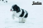 Small Photo #18 Labradoodle-Poodle (Standard) Mix Puppy For Sale in SAINT CLOUD, MN, USA