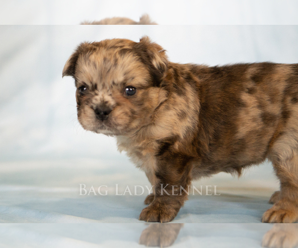 Medium Photo #3 French Bulldog Puppy For Sale in DESERT HOT SPRINGS, CA, USA