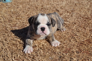 English Bulldog Puppy for sale in TRYON, OK, USA