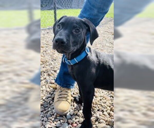 Medium Photo #8 Mutt Puppy For Sale in Oskaloosa, IA, USA