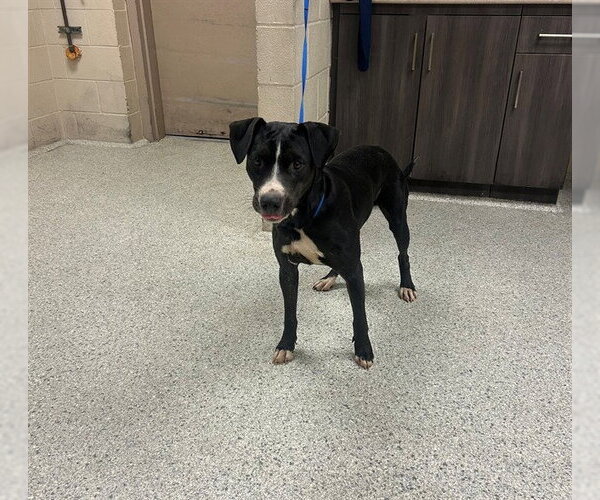 Medium Photo #1 American Pit Bull Terrier-Unknown Mix Puppy For Sale in Conroe, TX, USA
