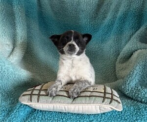 Rat Terrier Puppy for sale in CURTISS, WI, USA