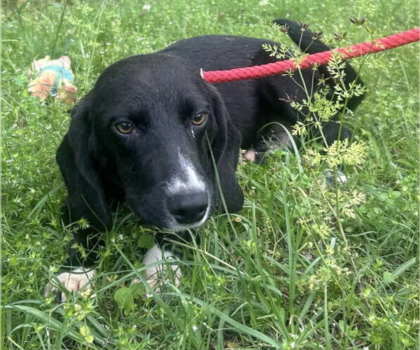 Medium Photo #2 Bagle Hound Puppy For Sale in Wetumpka, AL, USA