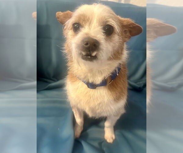 Medium Photo #5 Mutt Puppy For Sale in San Diego, CA, USA