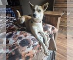 Small Photo #1 Basenji Puppy For Sale in Dallas, TX, USA