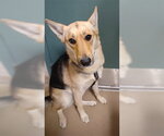 Small Gerberian Shepsky