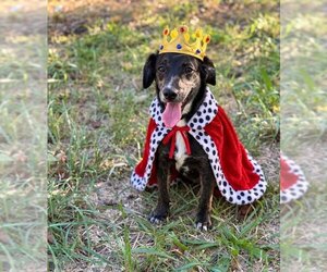 Mutt Dogs for adoption in Mooresville, NC, USA