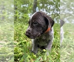Small #18 German Shorthaired Pointer