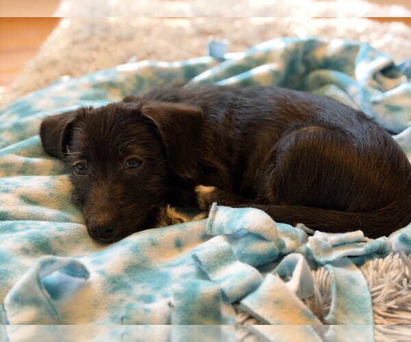 Medium Photo #2 Chihuahua-Unknown Mix Puppy For Sale in Wheaton, IL, USA