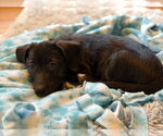 Small #1 Chihuahua Mix