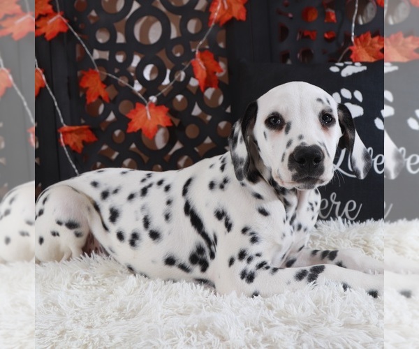 Medium Photo #3 Dalmatian Puppy For Sale in MOUNT VERNON, OH, USA