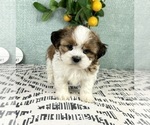 Small #4 Shih Tzu