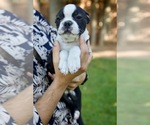 Small #5 Boston Terrier